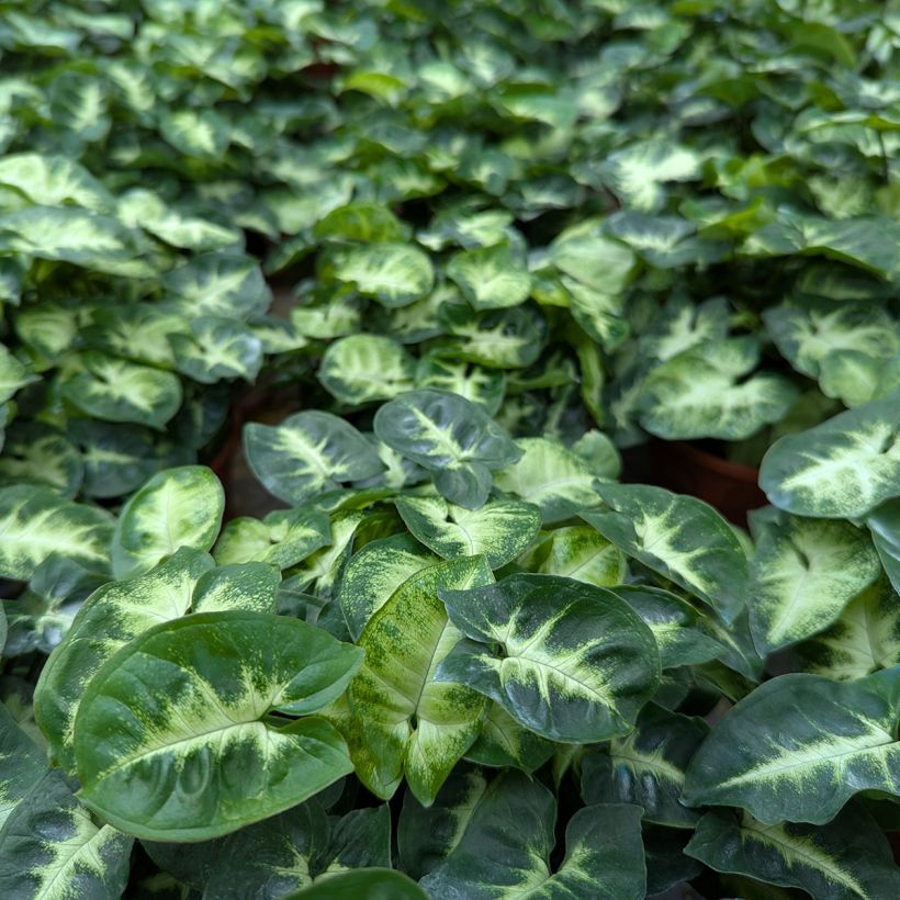 Syngonium Pixie (Feuillage)