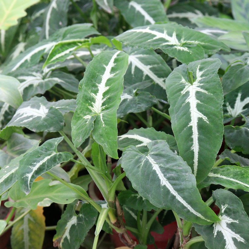 Syngonium wendlandii (Feuillage)