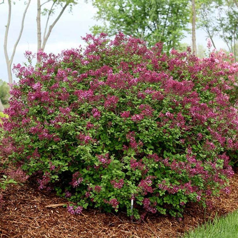 Lilas Bloomerang Dark Purple - Syringa nain hybride remontant (Plant habit)