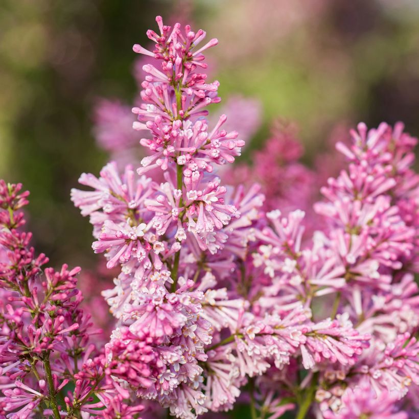 Lilas hybride Pinktini - Syringa x prestoniae  (Floraison)