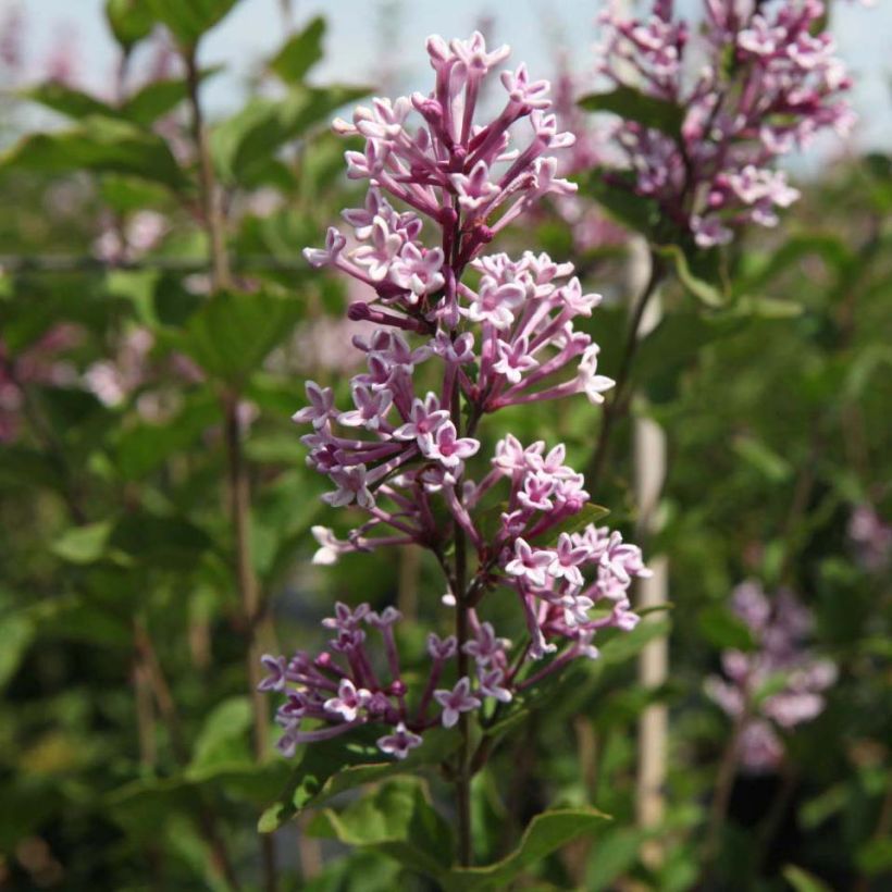 Lilas de Chine - Syringa Josée (Flowering)