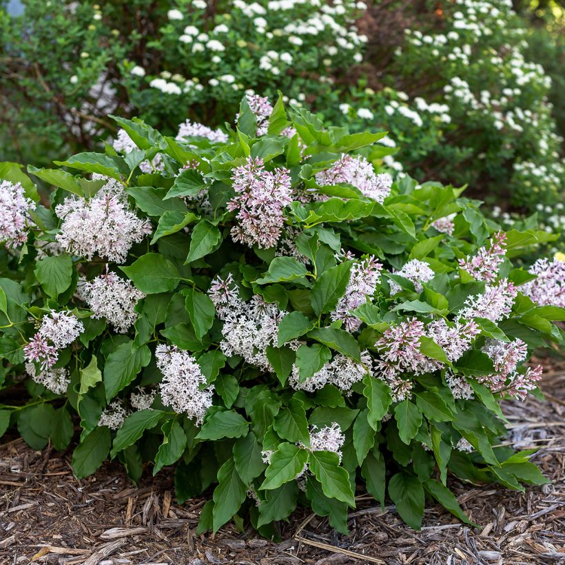 Lilas - Syringa Little Lady (Plant habit)