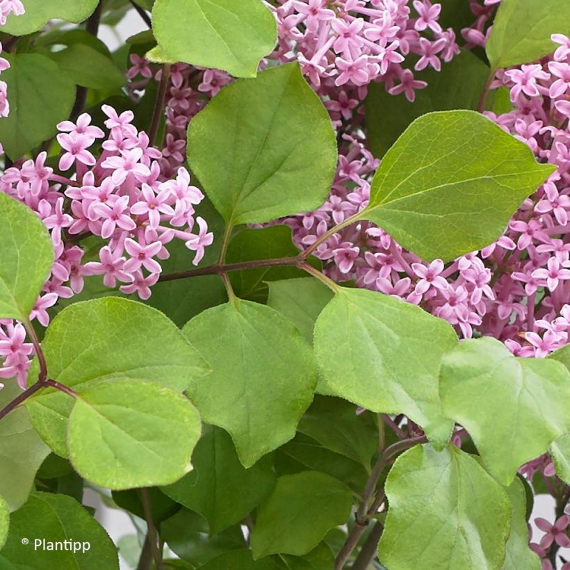 Lilas nain - Syringa meyeri Flowerfesta Pink (Foliage)