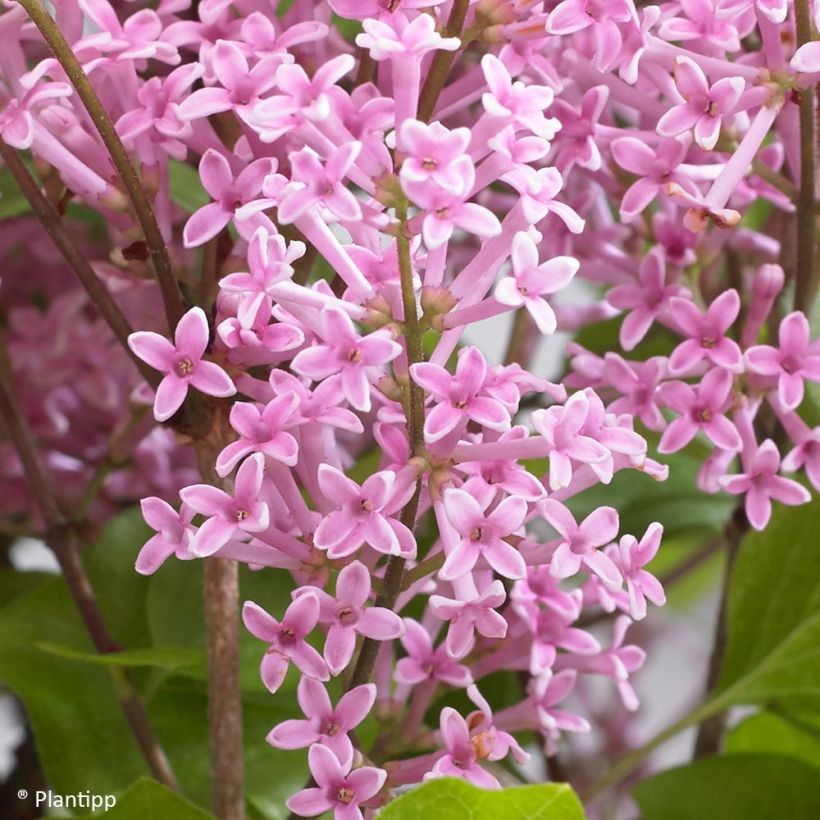 Lilas nain - Syringa meyeri Flowerfesta Pink (Flowering)