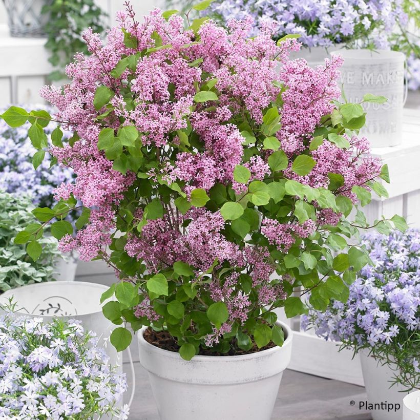 Lilas nain - Syringa meyeri Flowerfesta Pink (Plant habit)