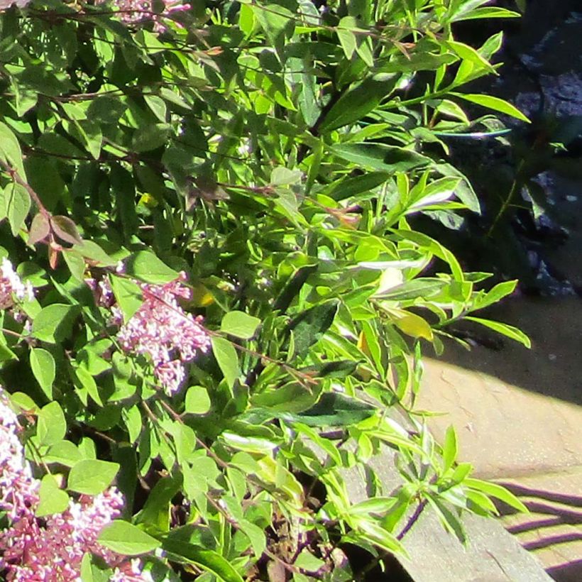 Lilas - Syringa meyeri Palibin (Foliage)