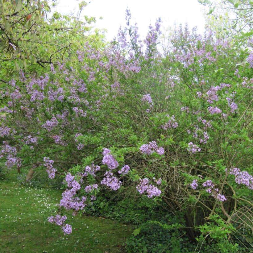 Lilas de Perse - Syringa persica Laciniata (Plant habit)