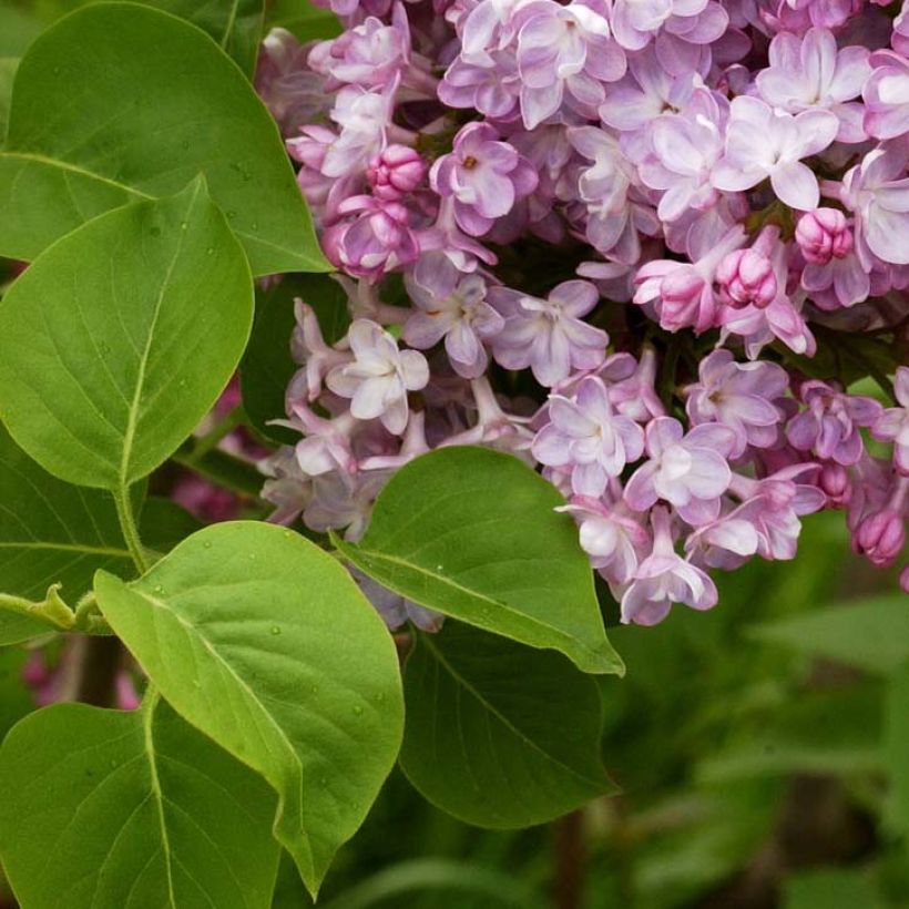 Lilas - Syringa vulgaris Belle de Nancy (Foliage)