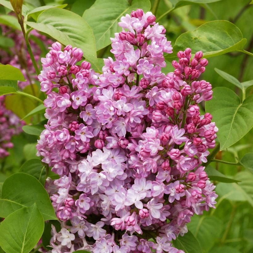 Lilas - Syringa vulgaris Belle de Nancy (Flowering)