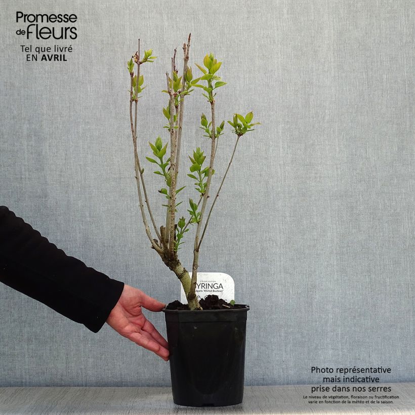 Spécimen de Lilas - Syringa vulgaris Michel Buchner Pot de 4L/5L tel que livré au printemps
