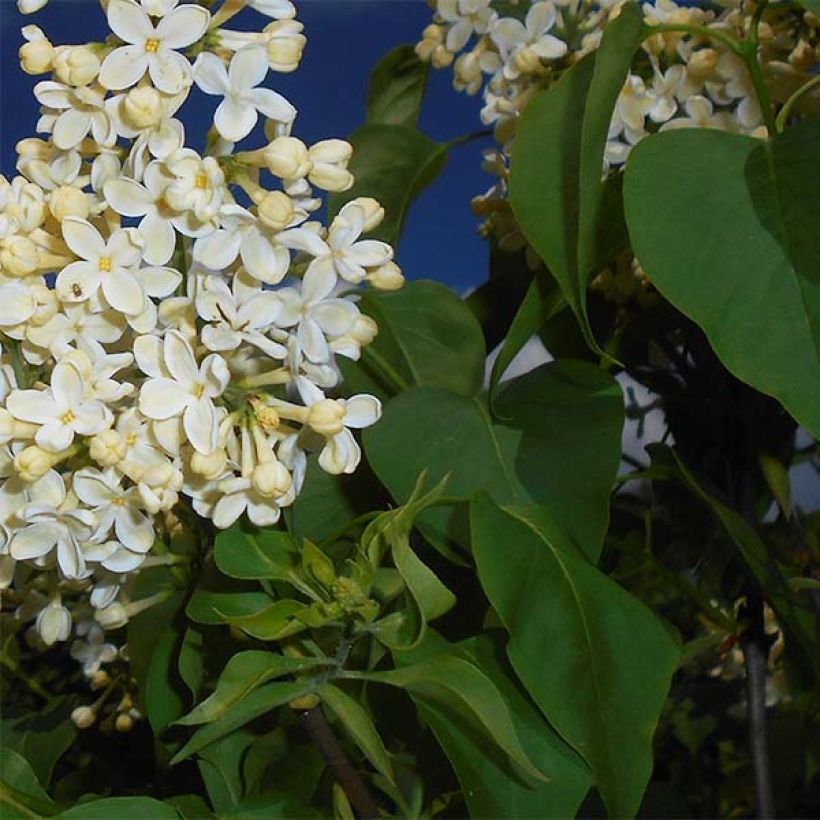 Lilas - Syringa vulgaris Primrose (Foliage)
