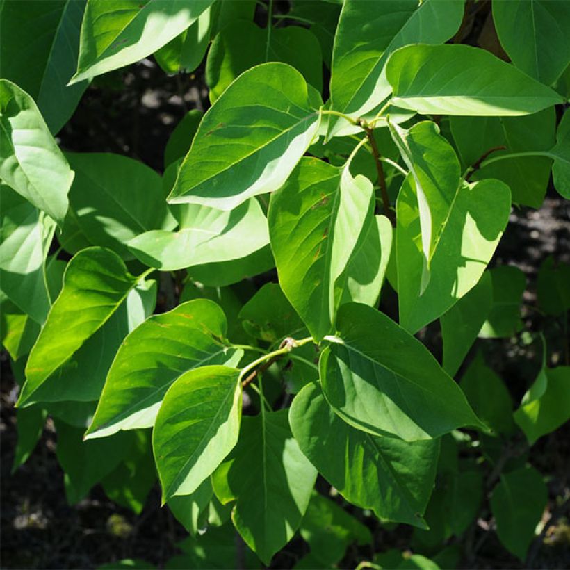Lilas - Syringa vulgaris Prince Wolkonsky (Foliage)