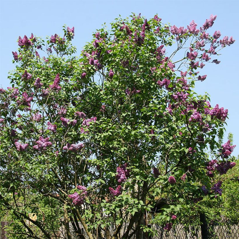 Lilas - Syringa vulgaris Prince Wolkonsky (Plant habit)