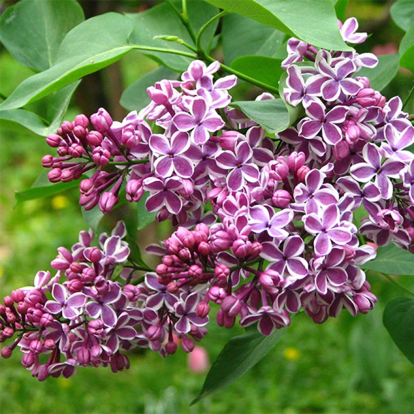 Lilas Sensation - Syringa vulgaris (Flowering)