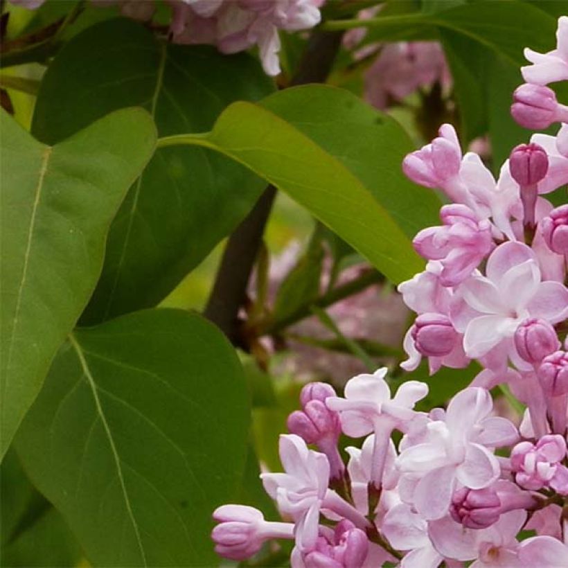 Lilas - Syringa vulgaris Zhemchuzhina (Foliage)