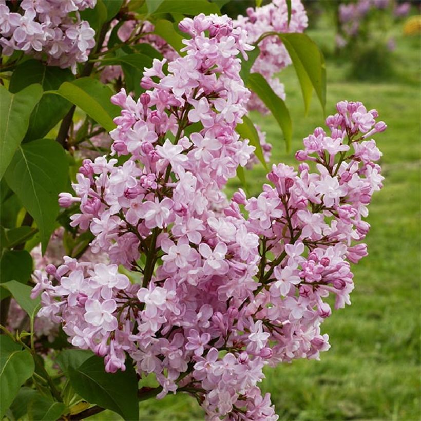 Lilas - Syringa vulgaris Zhemchuzhina (Flowering)