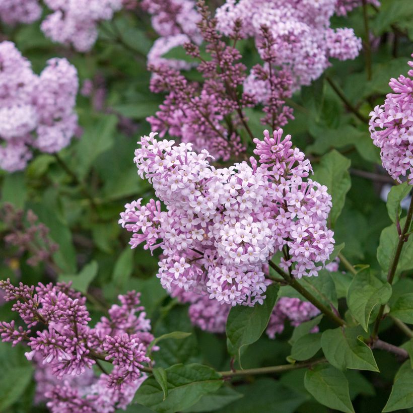 Lilas - Syringa chinensis Saugeana (Flowering)