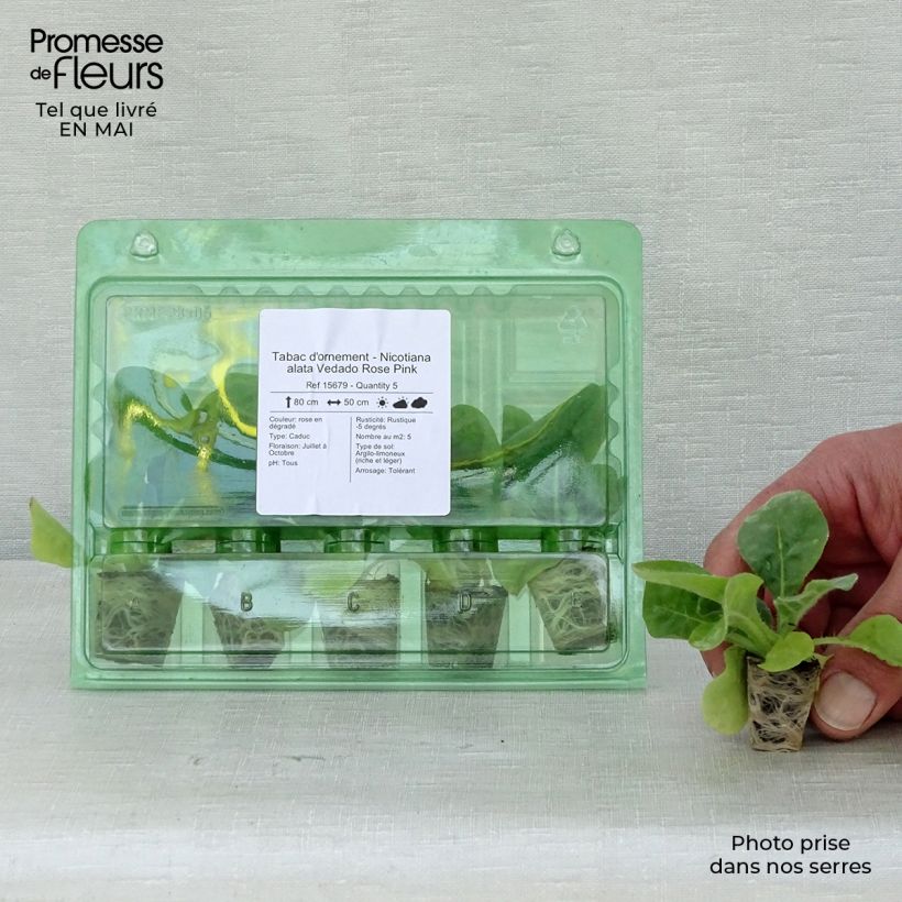 Example of Tabac d'ornement - Nicotiana alata Vedado Rose Pink Mini-motte Ø 3/4 cm as you get in printemps