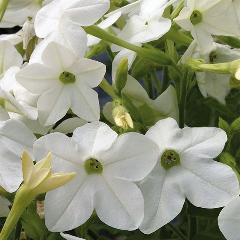 Tabac d'ornement Perfume White - Nicotiana (Flowering)