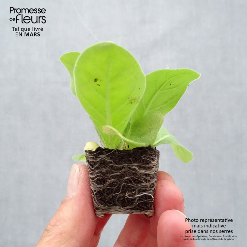 Example of Tabac d'ornement - Nicotiana sylvestris Mini-motte Ø 3/4 cm, Livré en plant vert de 5 à 10 cm de hauteur as you get in printemps