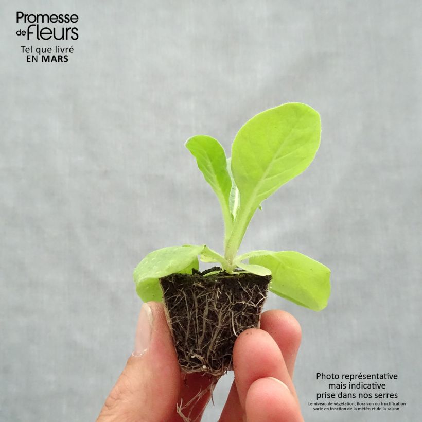 Spécimen de Tabac d'ornement Perfume Mix Jardimotte : motte 3,8 cm x 3,2 cm en plaque de culture par 16 tel que livré au printemps