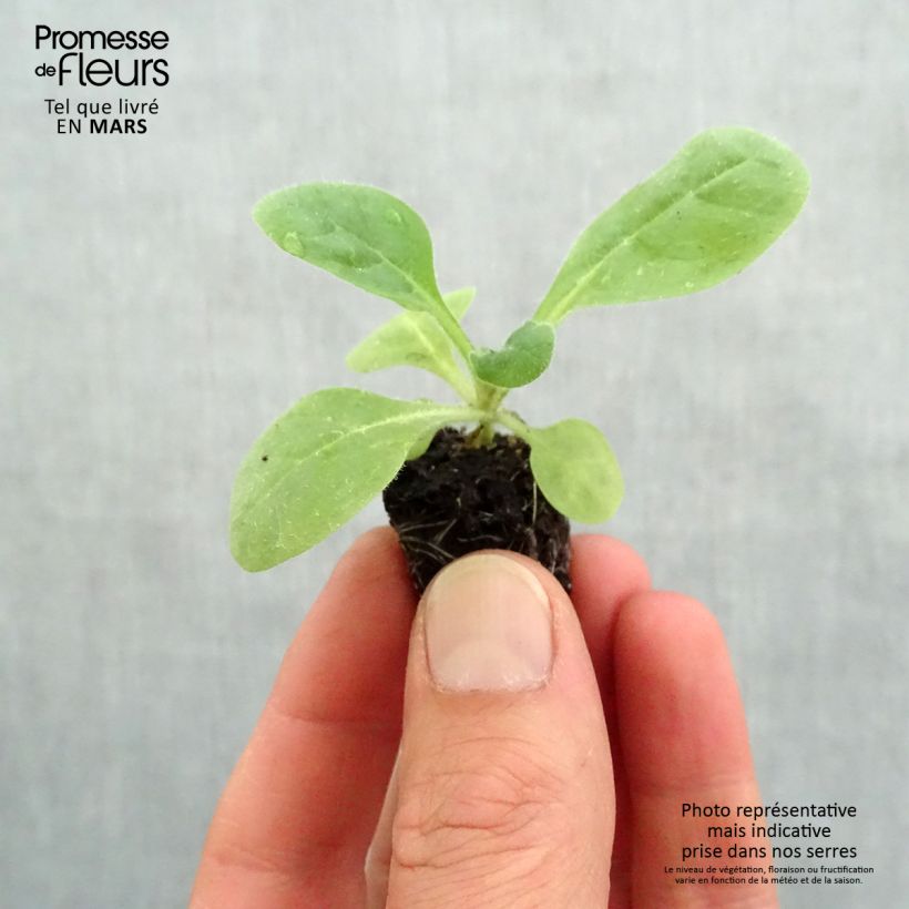 Example of Tabac d'ornement Perfume Red - Nicotiana Mini-motte Ø 3/4 cm, Livré en plant vert de 5 à 10 cm as you get in printemps