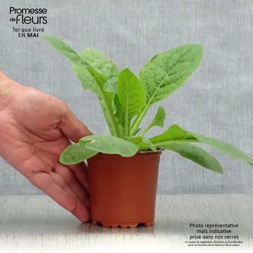 Example of Tabac d'ornement Perfume Red - Nicotiana Godet de 8/9 cm as you get in printemps