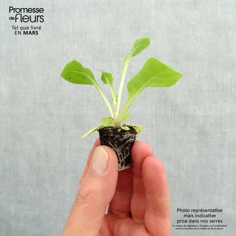 Example of Tabac d'ornement Perfume White - Nicotiana Mini-motte Ø 3/4 cm, Livré en plant vert de 5 à 10 cm de hauteur as you get in printemps