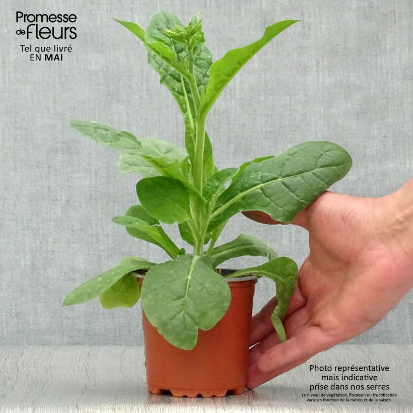 Example of Tabac d'ornement Perfume White - Nicotiana Godet de 8/9 cm as you get in printemps