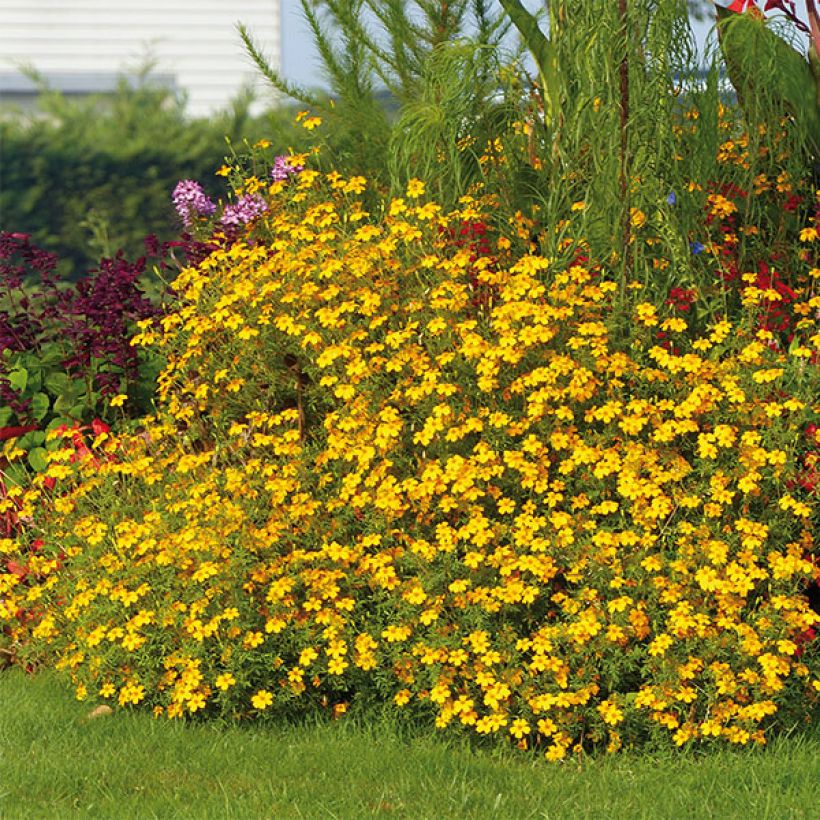 Tagetes Gold Medal - Oeillet d'Inde stérile (Plant habit)