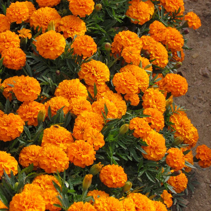 Graines d'Oeillet d’Inde Boy O Boy Orange - Tagetes patula (Plant habit)