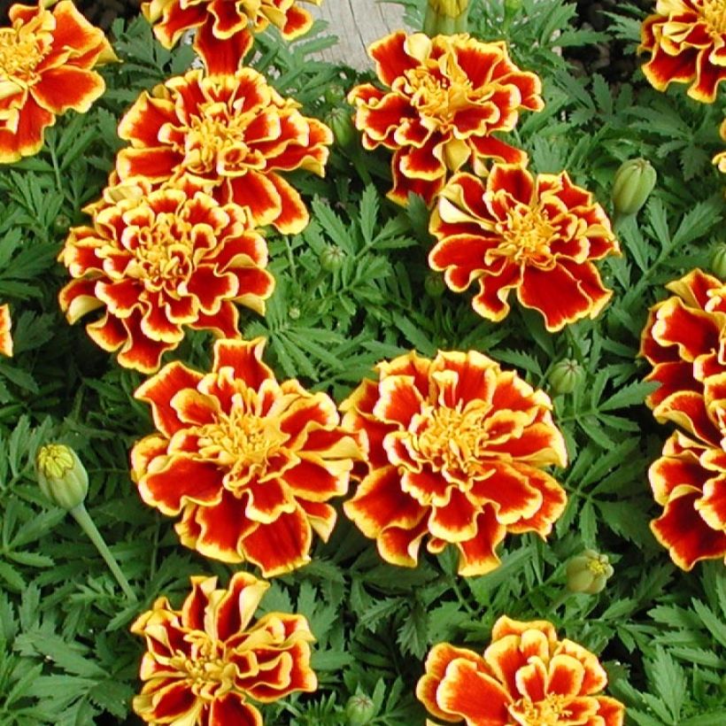 Oeillet d'Inde Queen Yellow Fire Mini-mottes (Flowering)