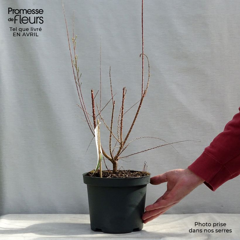 Spécimen de Tamarix ramosissima Pink Cascade Pot de 2L/3L tel que livré au printemps