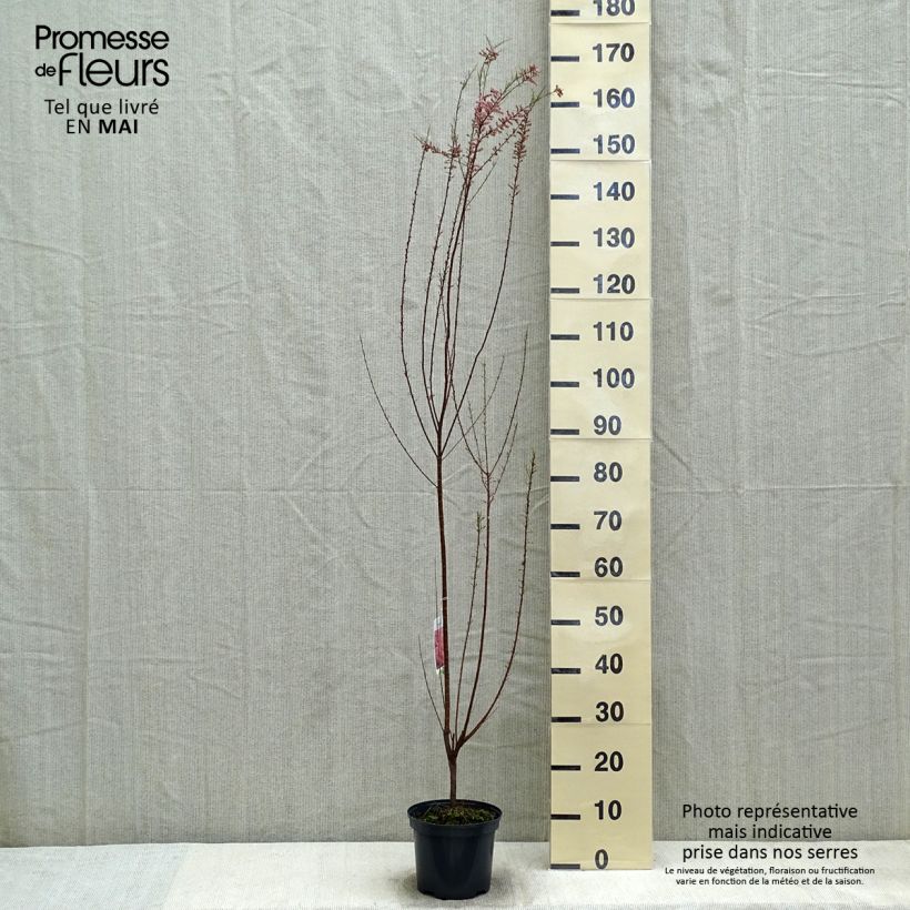 Example of Tamarix tetrandra - Tamaris de printemps Pot de 3L/4L as you get in printemps