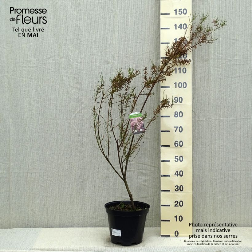 Example of Tamarix tetrandra - Tamaris de printemps Pot de 4L/5L as you get in printemps