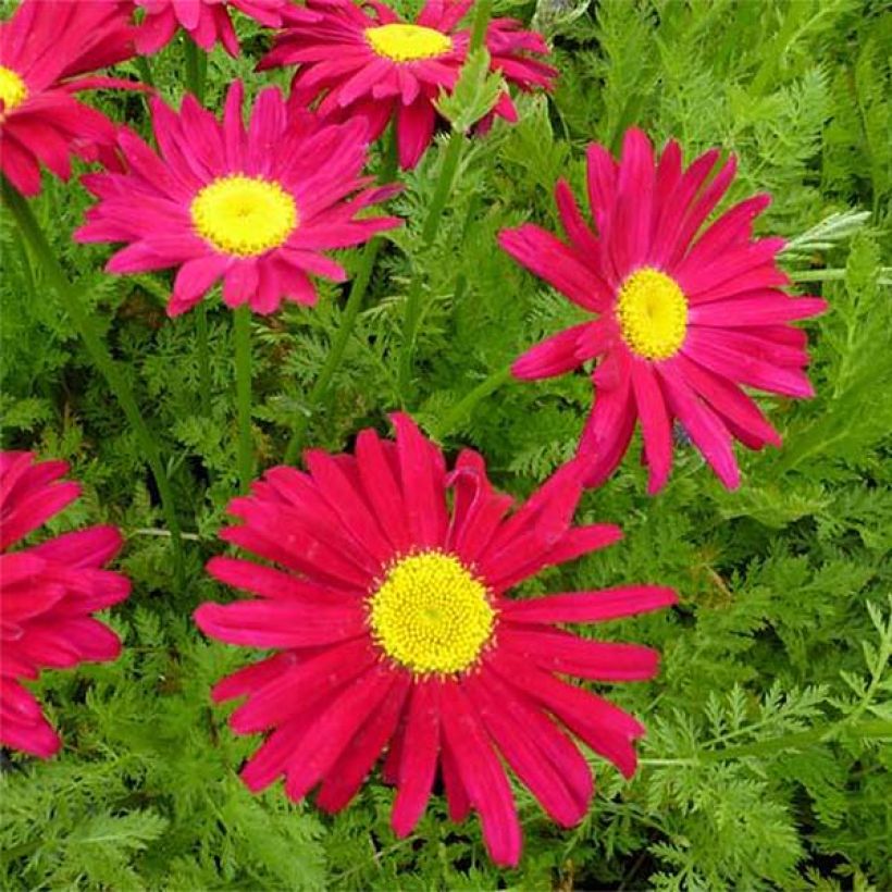 Pyrèthre Robinson's Red - Tanacetum coccineum (Flowering)