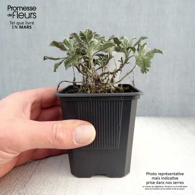 Example of Tanacetum haradjanii Godet de 7/8 cm as you get in printemps