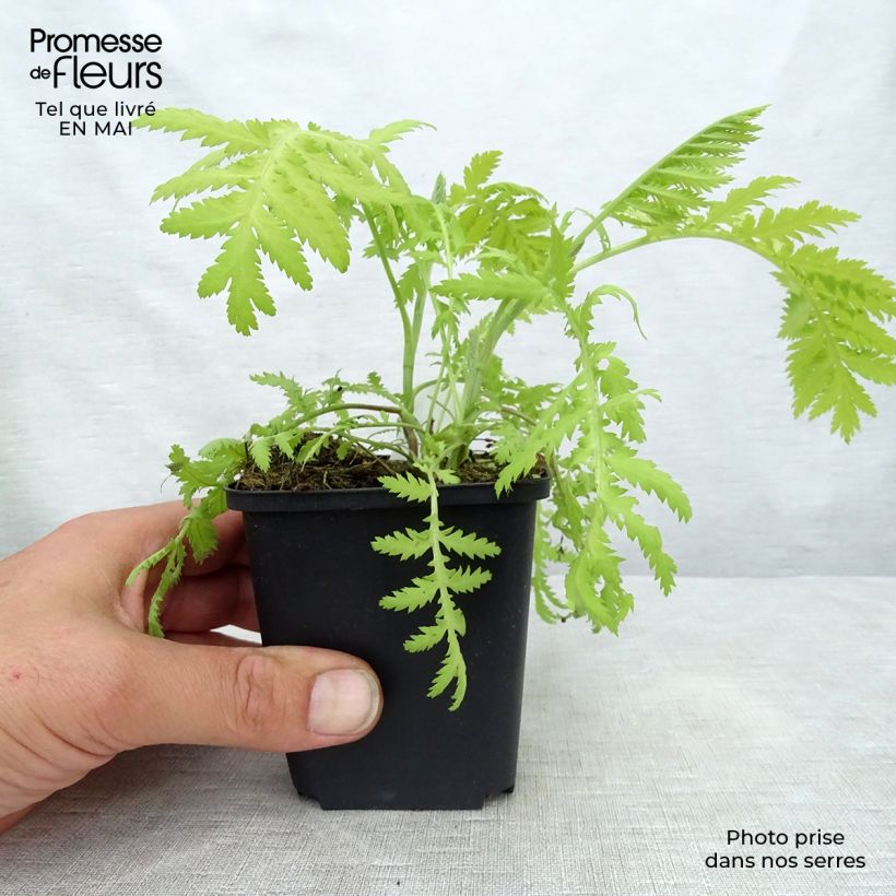 Example of Tanacetum vulgare Isla Gold - Tanaisie dorée Godet de 8/9 cm as you get in printemps