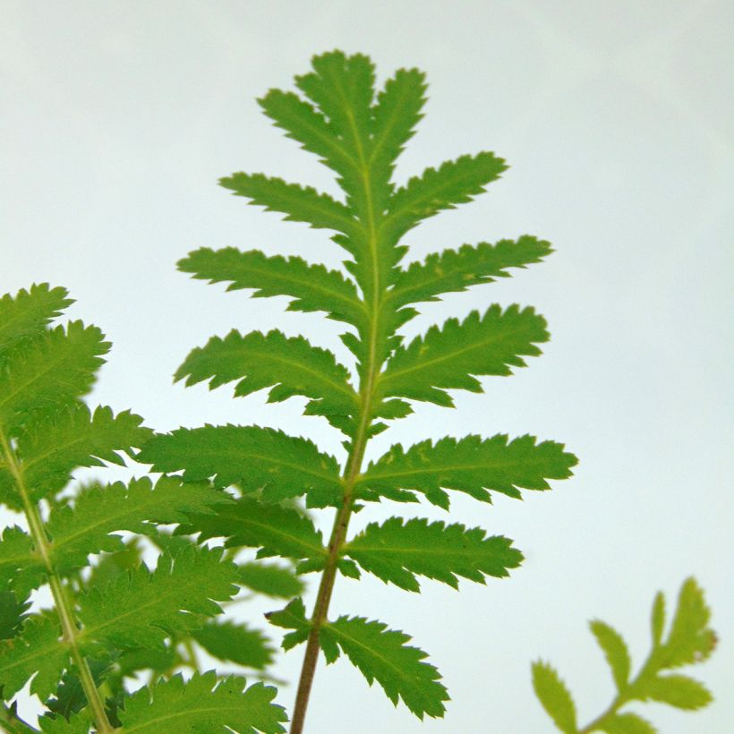 Tanaisie - Tanacetum vulgare (Foliage)