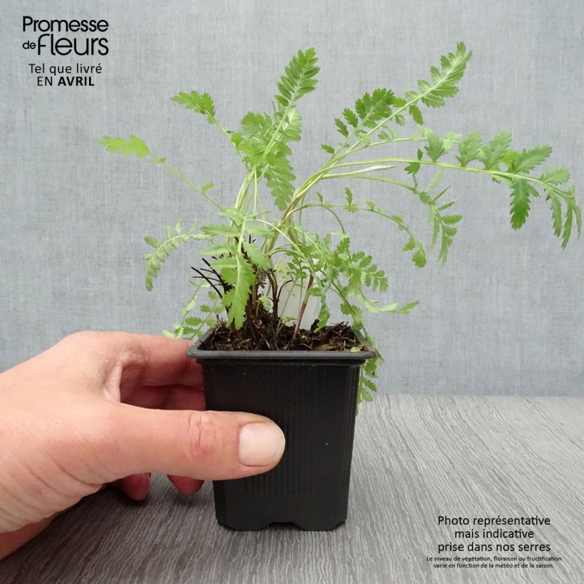 Example of Tanaisie - Tanacetum vulgare Godet de 8/9 cm as you get in printemps