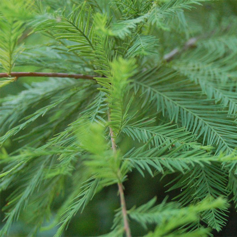 Taxodium distichum - Cyprès chauve (Foliage)