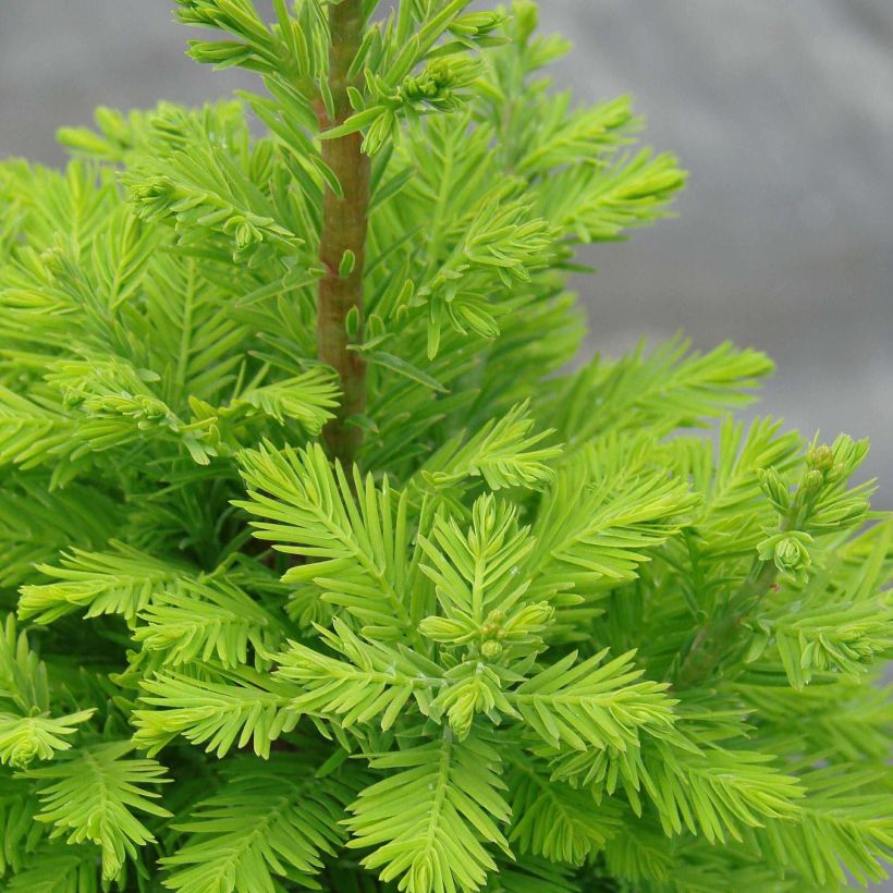 Taxodium distichum Pevé Minaret - Cyprès chauve (Foliage)
