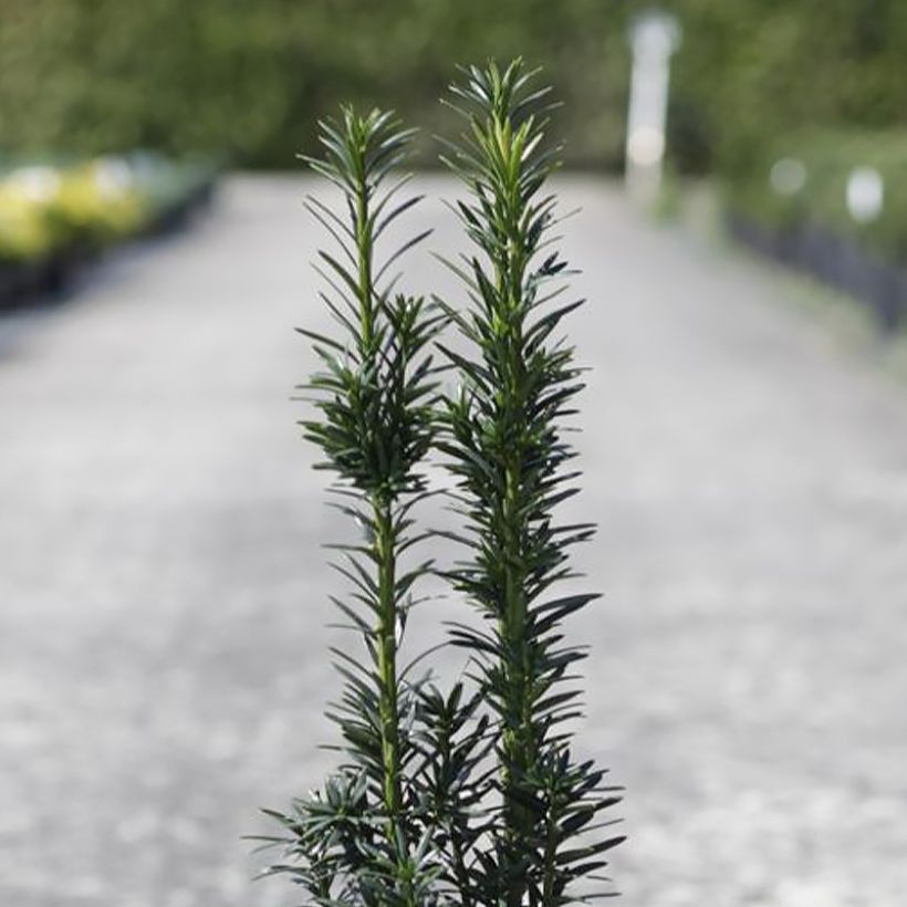 If commun - Taxus baccata fastigiata Black Tower (Foliage)