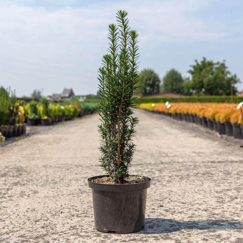 If commun - Taxus baccata fastigiata Black Tower (Plant habit)