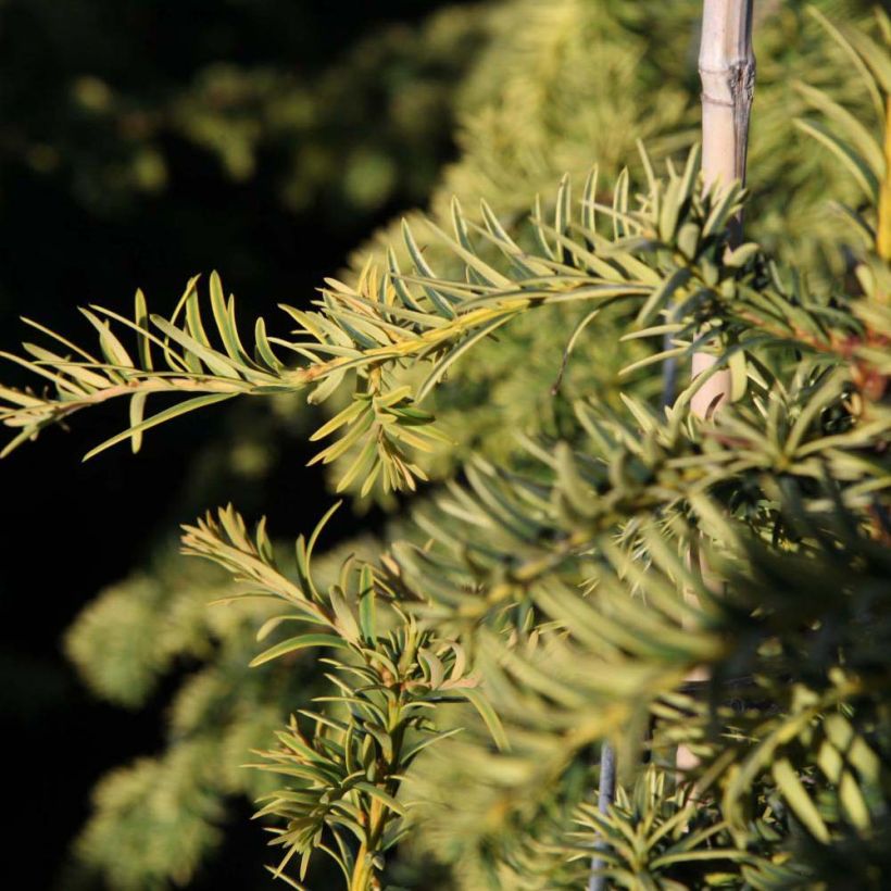 Taxus baccata Dovastonii Aurea - If doré (Foliage)