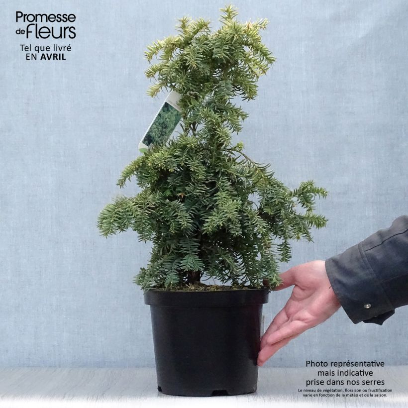 Example of Taxus baccata Dovastonii Aurea - If doré Pot de 2L/3L as you get in printemps