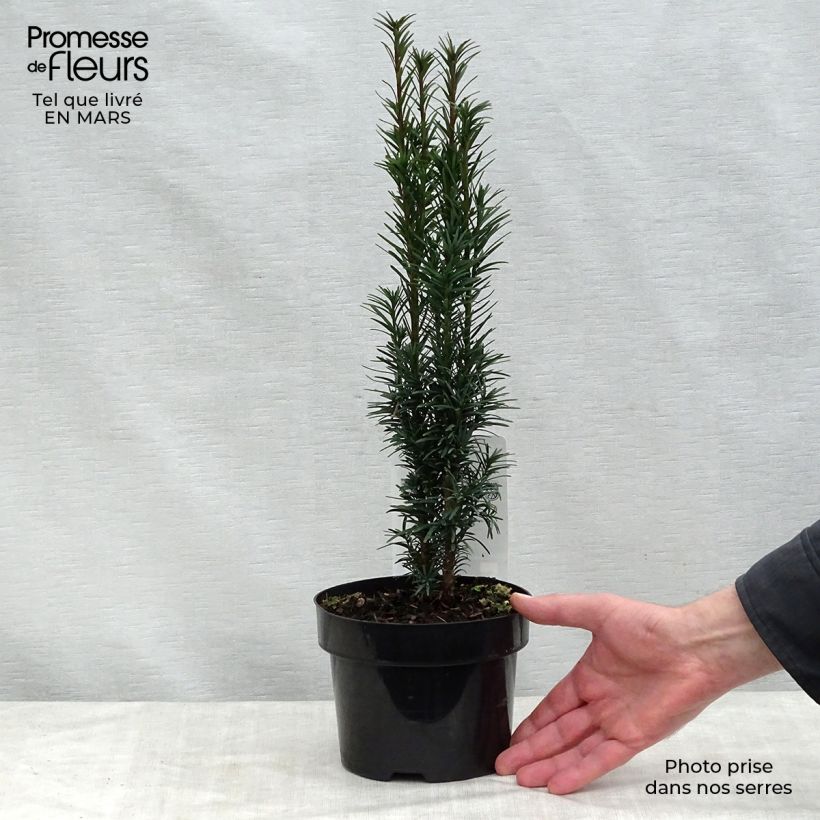 Example of Taxus baccata Fastigiata Robusta - If commun fastigié Pot de 2L/3L as you get in printemps