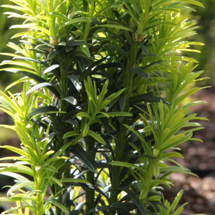 Taxus baccata Ivory Tower - If colonnaire panaché (Foliage)