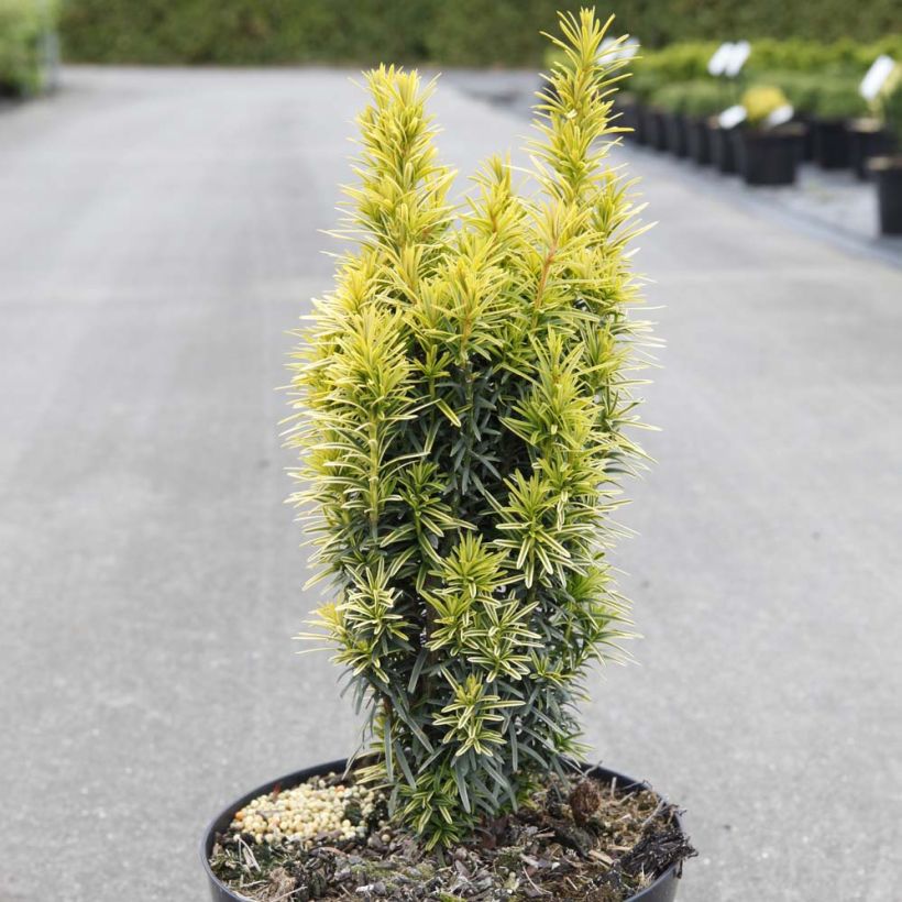 Taxus baccata Ivory Tower - If colonnaire panaché (Plant habit)