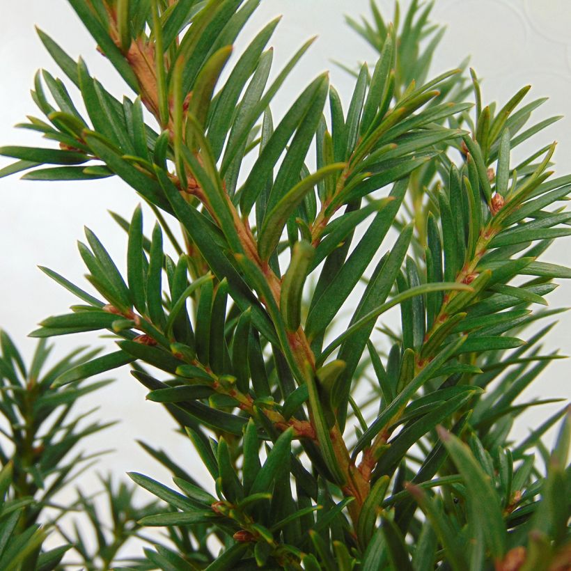Taxus baccata Repandens - If commun (Foliage)